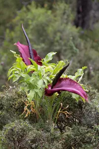 common dracunculus