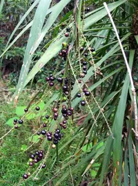 Slender Palm Lily