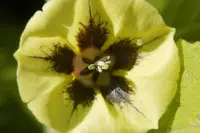 common groundcherry