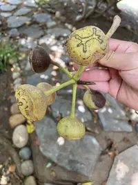 Heptapleurum calyptratum