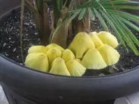 flowerpot parasol