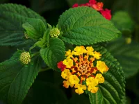 West Indian Lantana (Lantana camara) plant