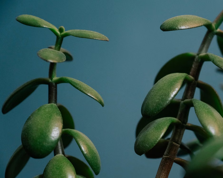 Jade plant