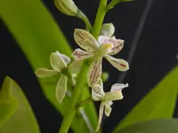 Prosthechea vespa