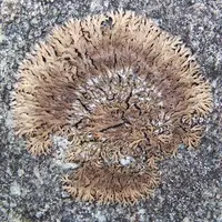 Anaptychia runcinata