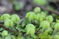 California asterella