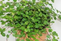 Muehlenbeckia complexa