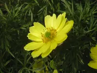 Adonis volgensis