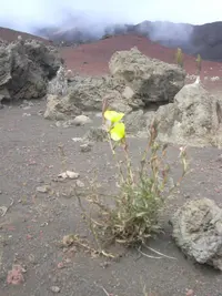 Chilean evening primrose (Oenothera stricta) plant