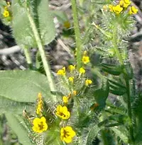 bristly fiddleneck (Amsinckia tessellata) plant