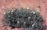 angel's trumpets (Acleisanthes longiflora) plant
