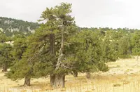 Greek Juniper