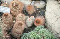 Parodia × erubescens (Parodia × erubescens) plant