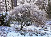 Cutleaf Japanese Maple