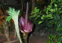 Amorphophallus konjac