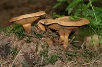 Brown Roll-Rim (Paxillus involutus) plant