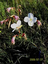Nuttall's evening primrose (Oenothera nuttallii) plant