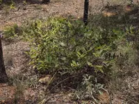 flat-stemmed wattle (Acacia complanata) plant