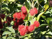 rambutan (Nephelium lappaceum) plant