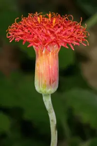 Kleinia stapeliiformis