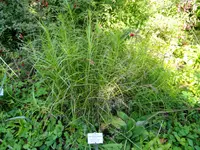 Muskingum sedge