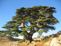 Lebanon Cedar
