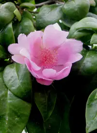 Bayahibe rose (Leuenbergeria quisqueyana) plant