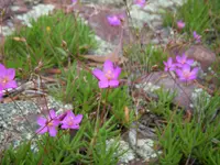 largeflower fameflower