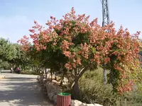 goldenrain tree