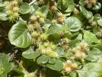 khakiweed