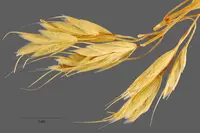 corn brome