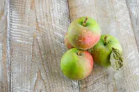 common apple