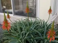 Aloe arborescens