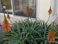 Aloe arborescens