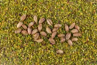 pistachio nut (Pistacia vera) plant