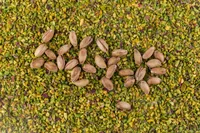 pistachio nut (Pistacia vera) plant