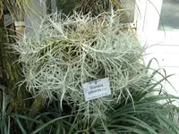 Tillandsia paleacea (Tillandsia paleacea) plant