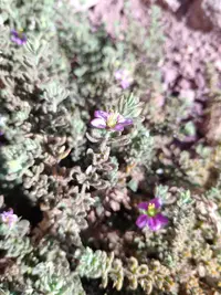 Zygophyllum molle