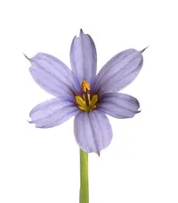 Narrowleaf blue-eyed grass