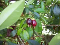 Cherry of the Rio Grande (Eugenia involucrata) plant