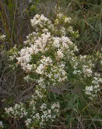 coast beard-heath (Leucopogon parviflorus) plant