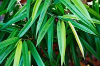 Alii fig (Ficus maclellandii) plant