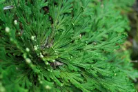 Selaginella uncinata