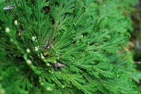 Selaginella uncinata