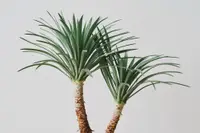 Corn plant