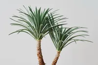 Corn plant