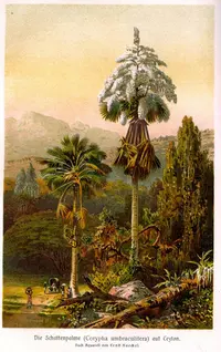 Talipot palm