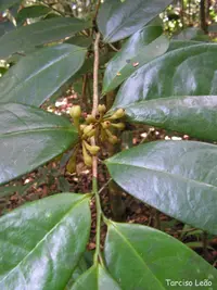 Anaxagorea dolichocarpa