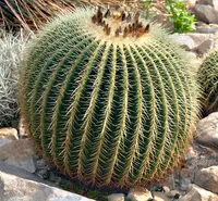 golden barrel cactus