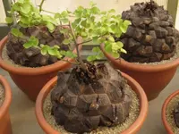 Elephant's Foot Plant (Dioscorea elephantipes) plant